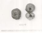Click for 1 image(s) for this accession. FRUIT